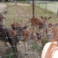 Grupa Łazik zaprasza na rowery: wycieczka do Mini Zoo w Kajetanach